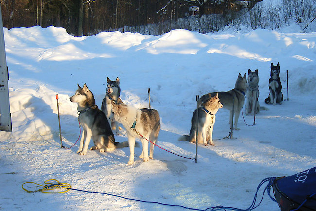 Schlittenhunde im Bayerischen Wald